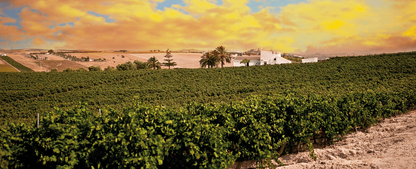 Vino de la Tierra de Cádiz