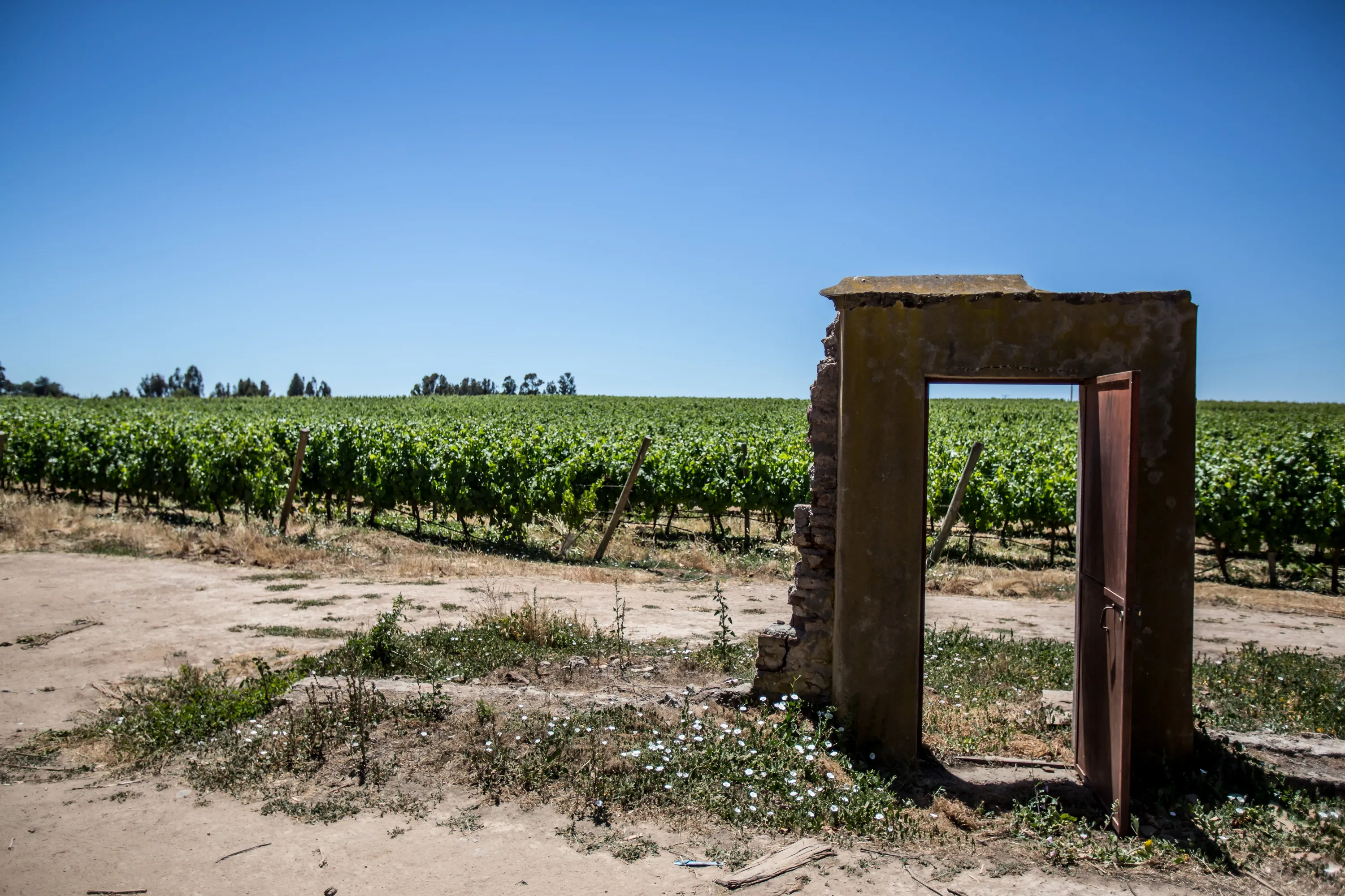 D.O. Valle de Colchagua