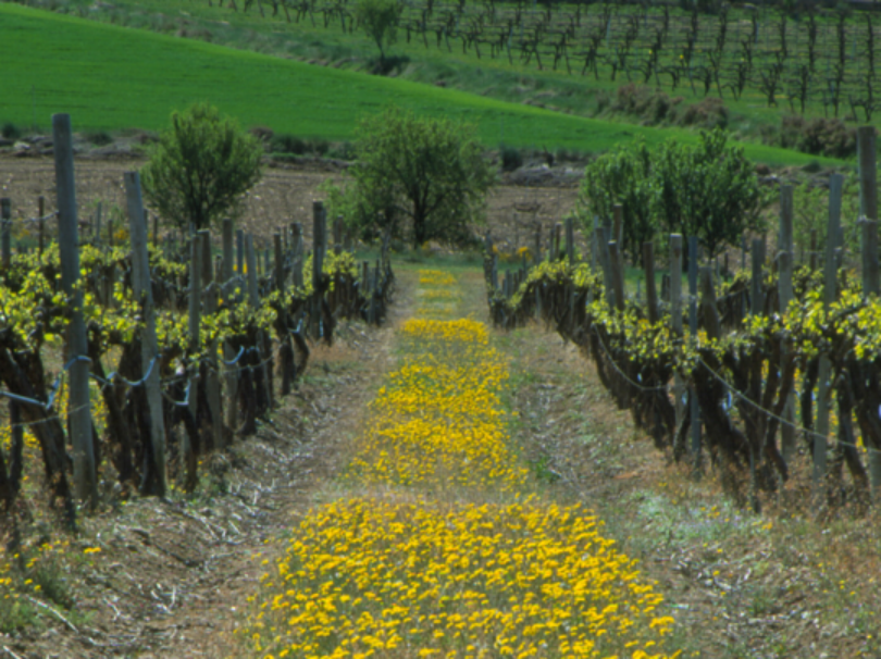 Viñas del Vero