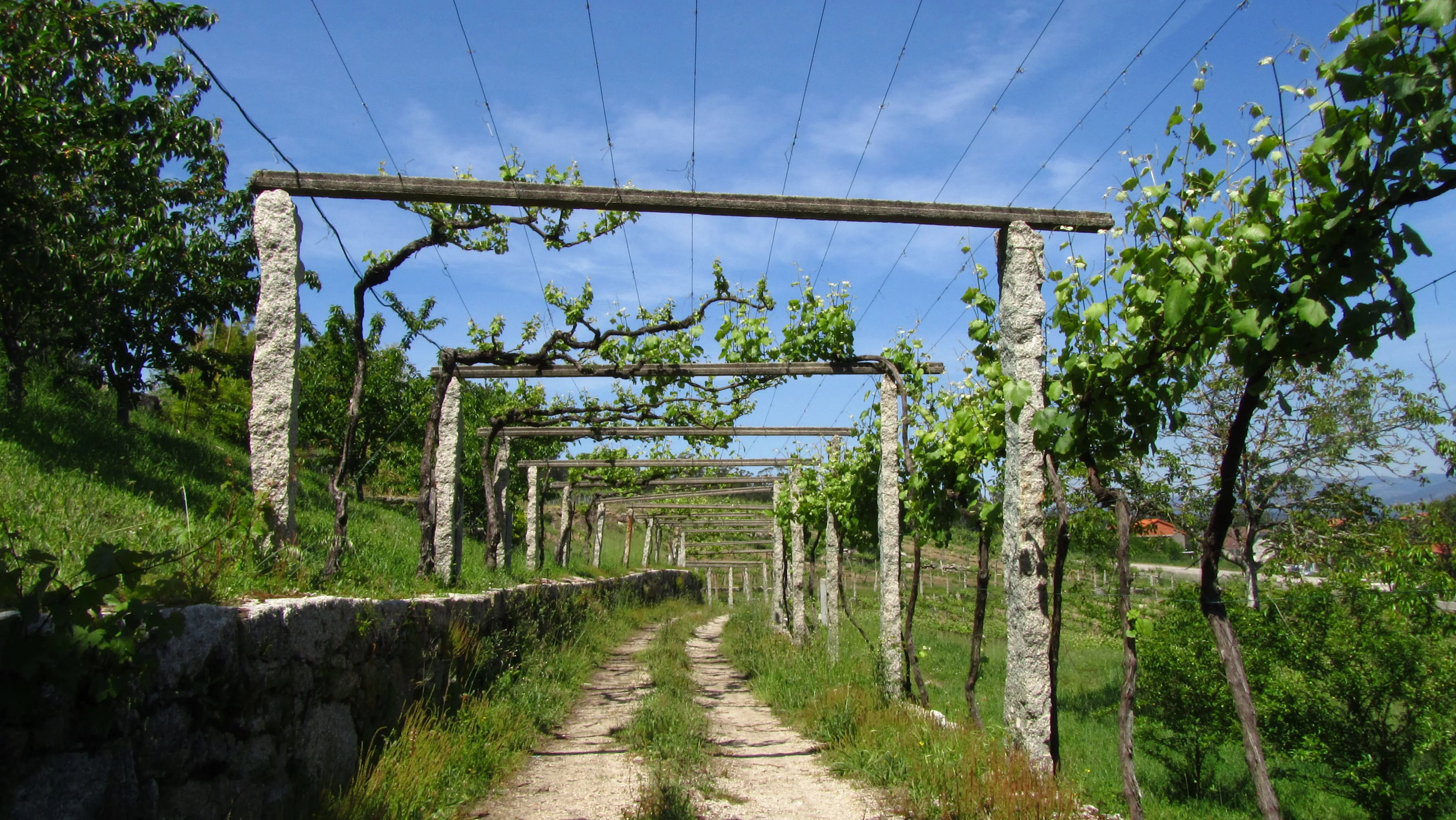 D.O. Rías Baixas